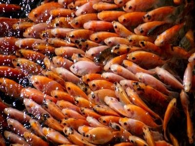 international conference on fisheries and Aquaculture